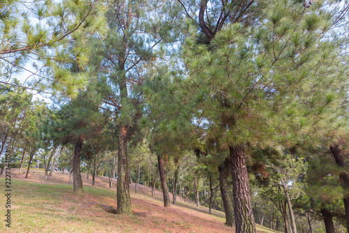 Scenic view of tall pine trees growing across a gently sloping grassy landscape, creating a peaceful natural environment and woodland setting.