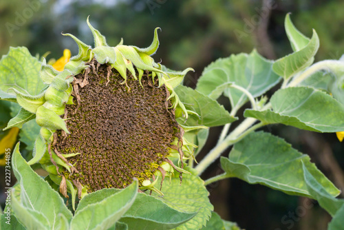 Close-up of a mature sunflower head filled with densely packed seeds, surrounded by green leaves and partially wilted yellow petals.
