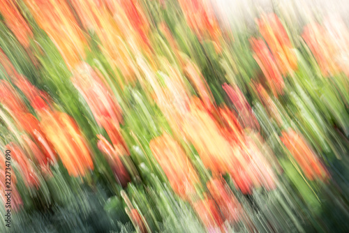Red Roses (Rosa) with Motion Blur Effect, Dynamic Floral Movement and Abstract Botanical Nature Concept