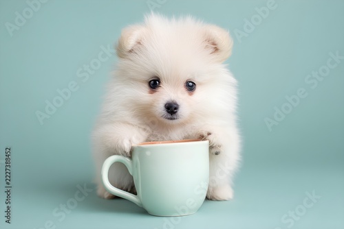 A cute white Pomeranian puppy is holding a cup of soup with its front paws and drinking the delicious soup