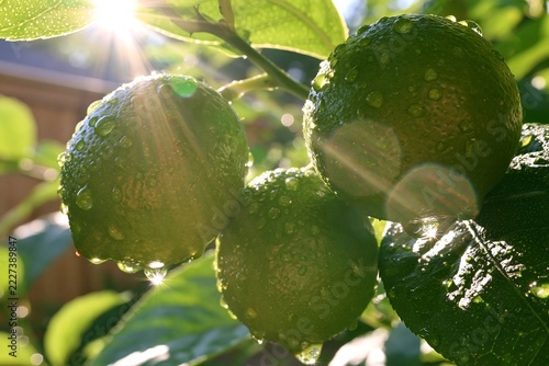 Fresh green limes hanging on tree branch covered in morning dew drops with bright sunlight lens flare