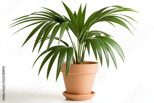 Fresh green palm plant in terracotta pot isolated against a clean white background studio shot