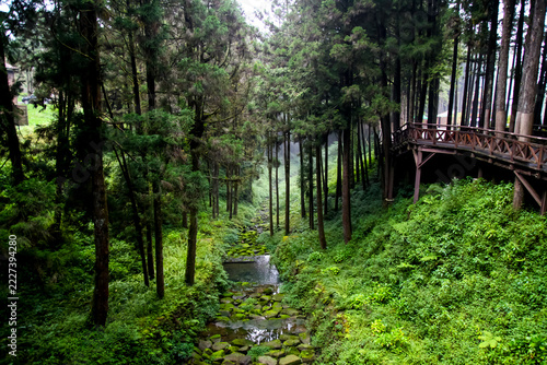 Misty Cedar Forest with Mossy Stream and Wooden Boardwalk Trail, Alishan National Forest Recreation Area, Taiwan