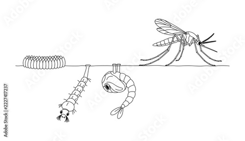 Mosquito Life Cycle Water Surface Cross Section with Eggs, Larva, Pupa and Adult Line Art Vector