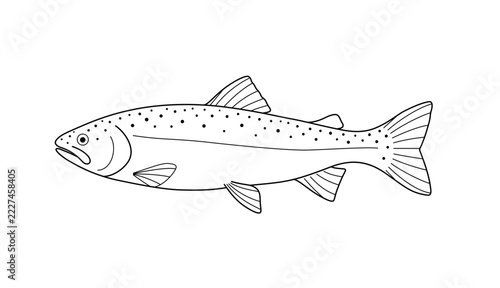 Trout Fish Scientific Side View Line Art Vector Illustration