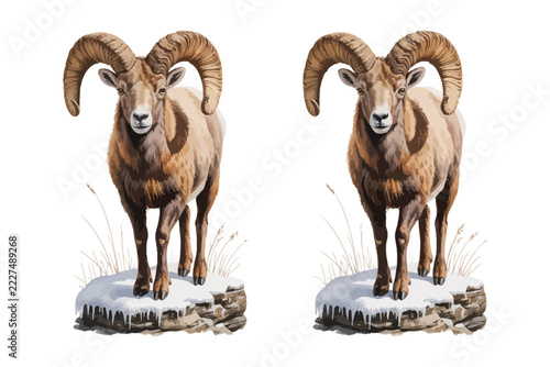 Fotografie Watercolor Bighorn Ram with Curved Horns, Winter Mountain Wildlife Vector Illust
