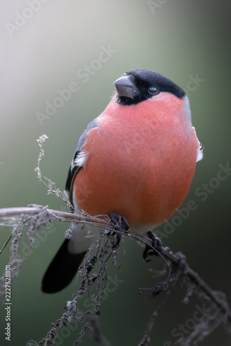 The Eurasian bullfinch perched on a branch