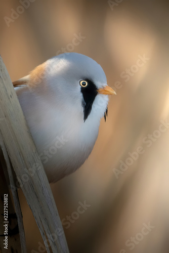 a closeup of The bearded reedling