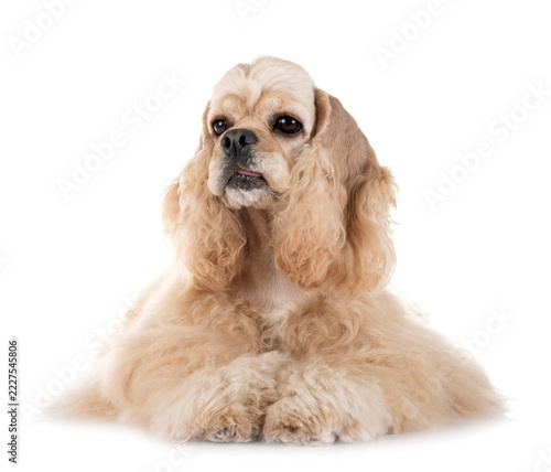 Fotografie american cocker spaniel
