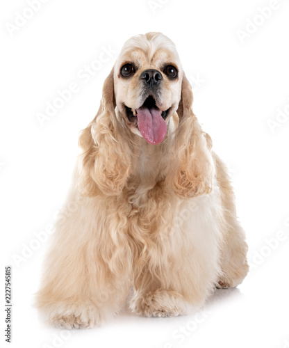Fotografie american cocker spaniel