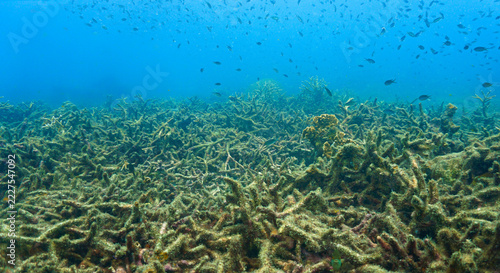 Underwater view of polluted coral reef covered with algae growth