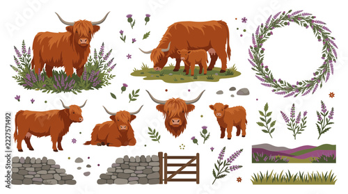 Shaggy highland cow design elements set with highland cow in heather, cow with calf, cattle heads, stone wall, gate, borders and ornaments, flat vector illustration isolated on white background
