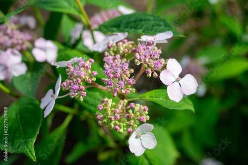 Pink and white lacecap hydrangea flowers blooming in a summer garden