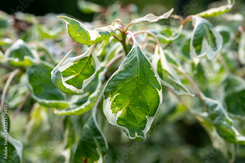 Green and white variegated leaves on a shrub branch in daylight