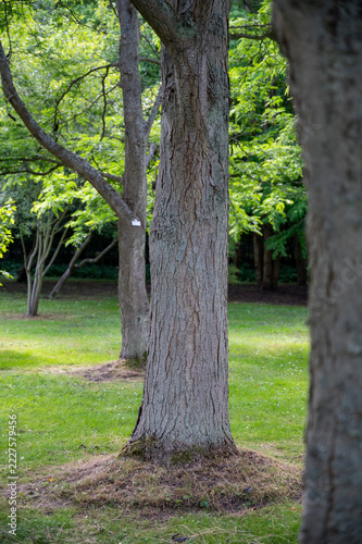 Thick tree trunk with rough bark in a green park lawn