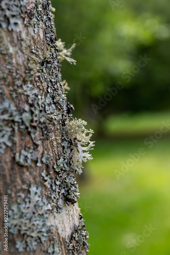 Close up of grey green lichen growing on tree bark with blurred background