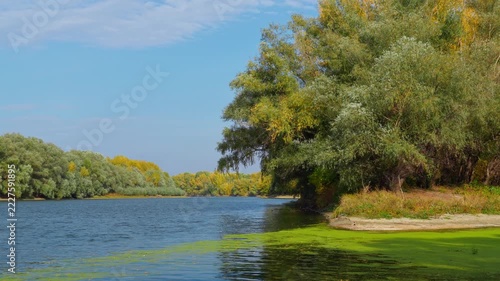 Beautiful autumn riverside view featuring calm blue water with green algae patches along the bank and dense forest in the background under bright daylight