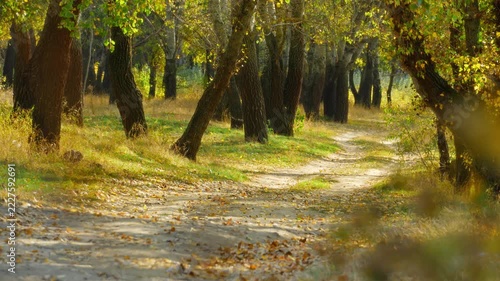 Serene autumn forest scenery featuring a sandy trail leading through tall trees with yellow leaves under warm sunlight in a peaceful woodland setting