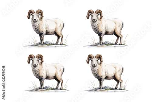 Fotografie set of Watercolor Dall Sheep with Curved Horns, Alpine Wildlife Animal Illustrat