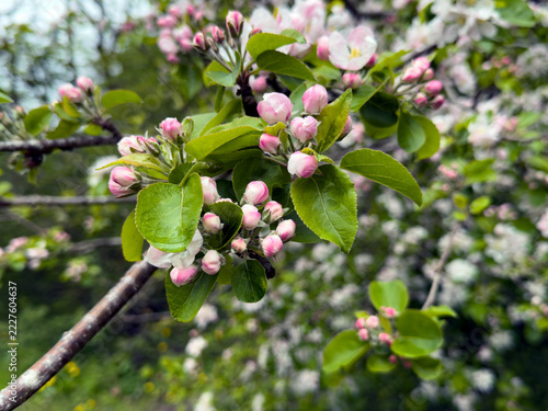 Blossoming twig of apple tree , close up flowers
