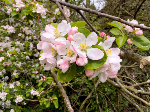 Blossoming twig of apple tree , close up flowers