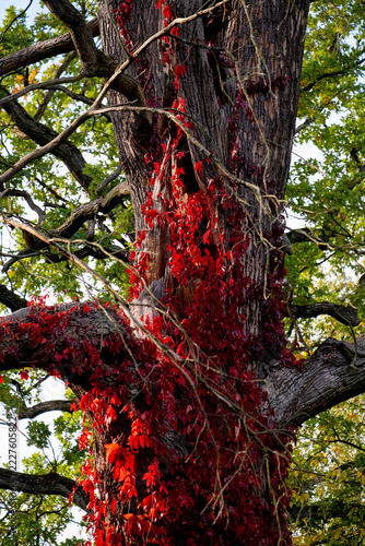 Fotografie Mature tree trunk entwined with vibrant red climbing vine leaves against green c