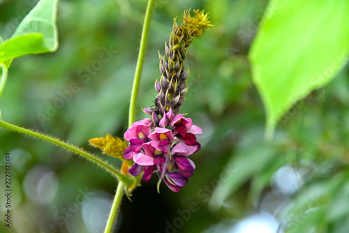クズの花