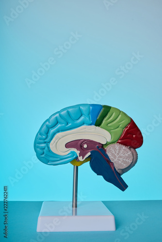 Obraz na plátně Brain model on stand vertical view