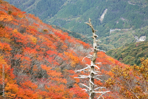 剣山　彩る紅葉　日本百名山