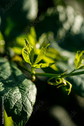Close-up of a green plant stem with new leaves and a curling tendril backlit by sunlight