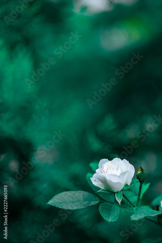 White Rose Flower with Green Leaves and Bud on Stem against Blurred Dark Green Background