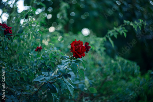 Vibrant Red Rose Blooming in a Lush Green Garden with Bokeh Background