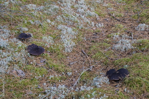  Wild dark mushrooms growing in a pine forest moss and lichen.