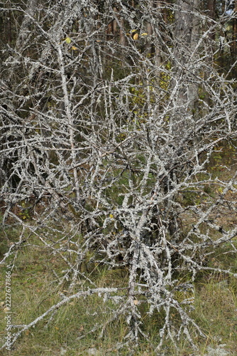 Leafless tree branches covered in lichen in autumn forest.