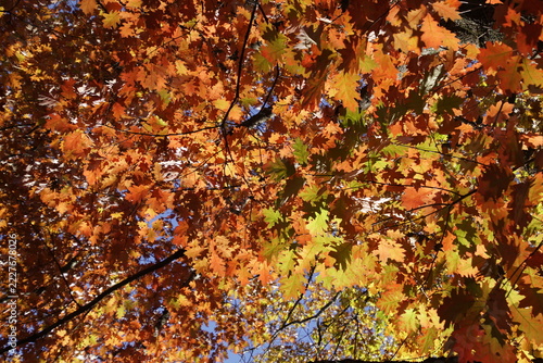 Beautiful low-angle shot looking up into the dense canopy of oak trees during autumn season. Vibrant orange, red, and yellow leaves glowing in sunlight against a clear blue sky, perfect for seasonal n