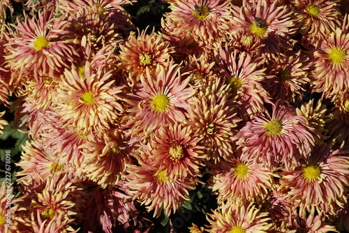 Vibrant bronze garden chrysanthemums blooming in autumn, viewed from above. • Close-up: bright orange chrysanthemums filling the entire frame.