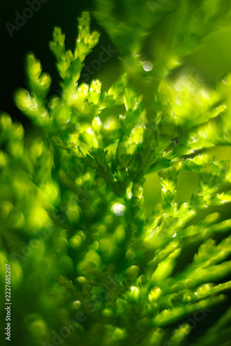 Vibrant Green Plant Foliage with Sunlight and Bokeh