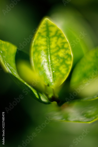 Close-up of vibrant green leaves with visible veins and soft bokeh background in natural light