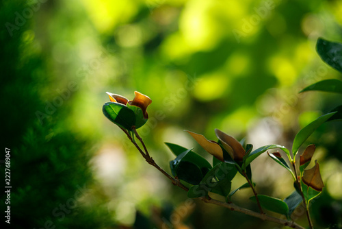 Close-up of a plant branch with new brown and green leaves against a blurred green garden background illuminated by sunlight