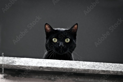 Funny black cat looking serious at camera.  Horizontal image. 