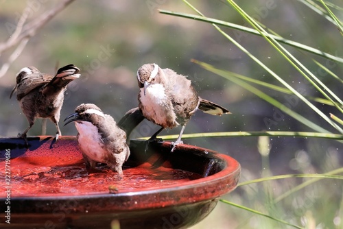 Close-up of Wild White-browed Babblers (Pomatostomus superciliosus) bathing, South Australia