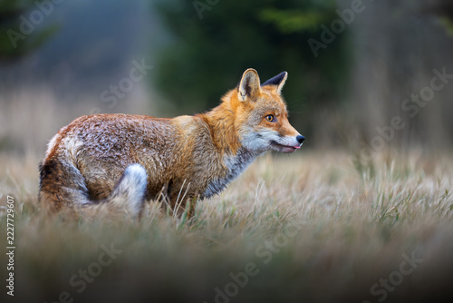The fox surveys the clearing to see if there might be something to catch.