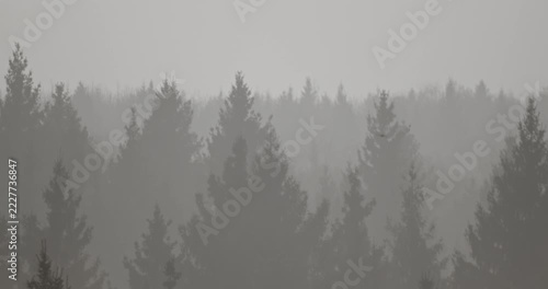 Time-lapse of fog drifting through a dense coniferous forest, revealing layered silhouettes of fir trees along a misty forest horizon