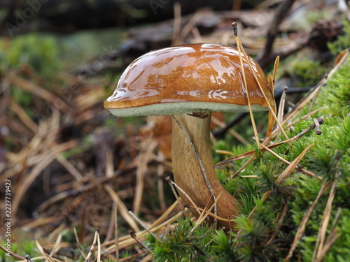 Marone, Imleria badia