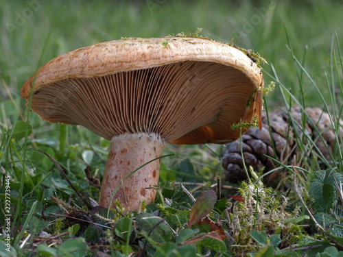Weinroter Kiefern-Reizker, Lactarius sanguifluus