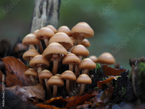 Stockschwämmchen, Kuehneromyces mutabilis