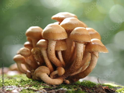 Stockschwämmchen, Kuehneromyces mutabilis
