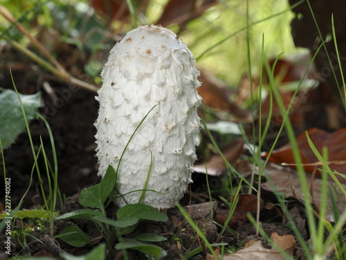 Schopftintling, Coprinus comatus
