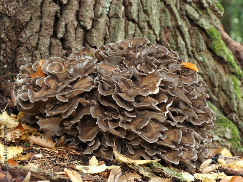 Klapperschwamm, Grifola frondosa