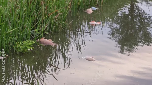 Dead fish floating on surface of polluted water in natural pond near aquatic plants
